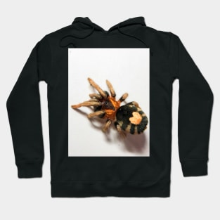 Cyriocosmus Elegans Tarantula Hoodie